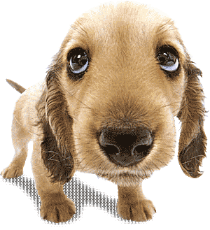 About--dog-gif